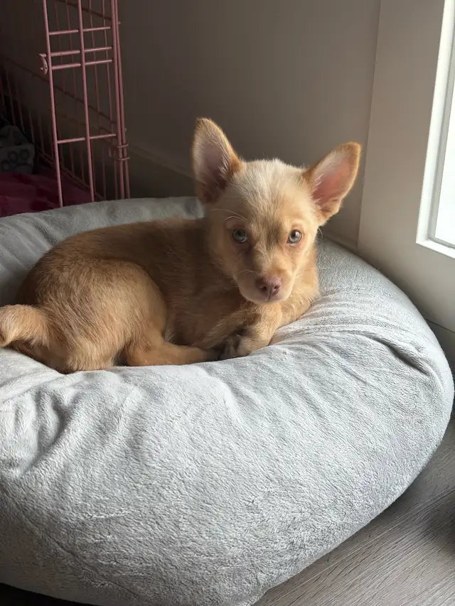 Chihuahua Puppy in Dogs & Puppies for Rehoming in Winnipeg - Image 4