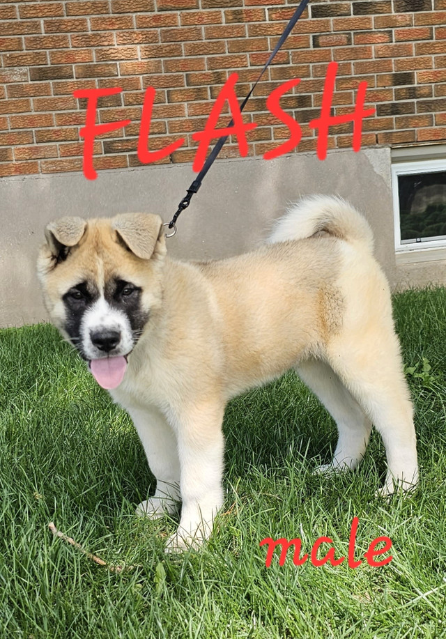 Canadian Kennel Club Registered American Akita puppies!!! Dogs