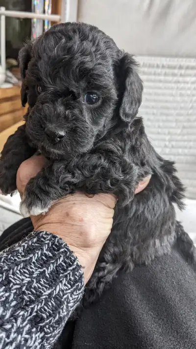 Exceptional, Pure, Tiny Toy Poodle Puppies, Ottawa, View more