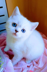 British white/point female kitten with blue eyes