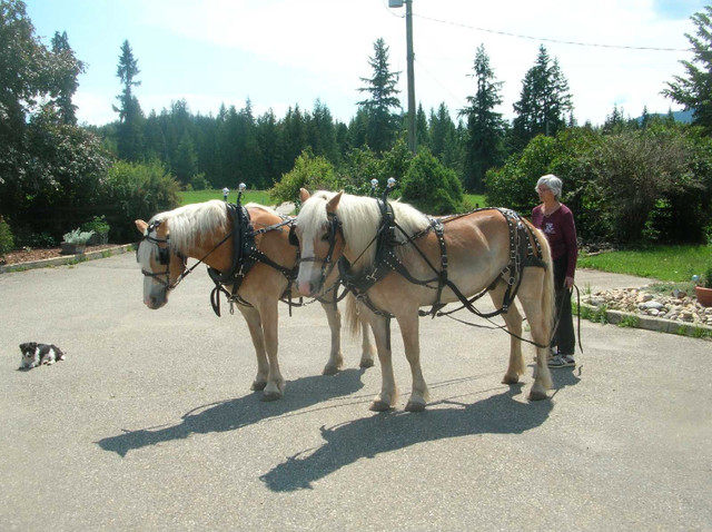 Registered Halflingers in Horses & Ponies for Rehoming in Kamloops
