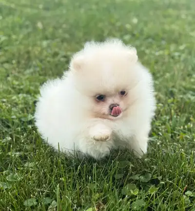 1 male  Pomeranian left, View more