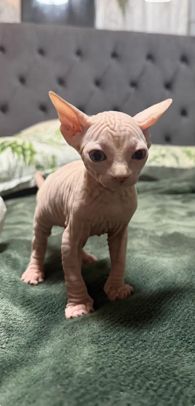 sphynx kittens in Cats & Kittens for Rehoming in Vernon - Image 6