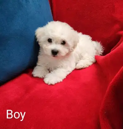 Gorgeous Purebred Bichon Frise puppies, View more