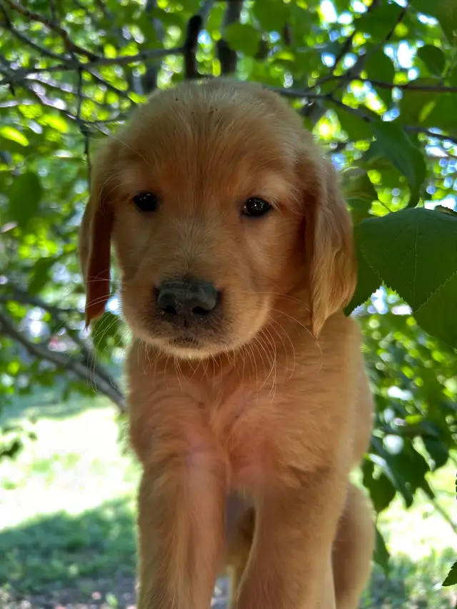 Golden Retrievers Ready for Home! in Dogs & Puppies for Rehoming in Oakville / Halton Region - Image 5
