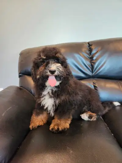 mini Bernedoodle, View more