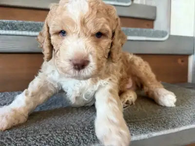 Rare Italian puppies Lagotto Romagnolo available, View more