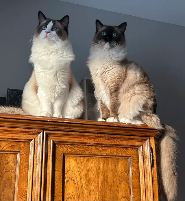 These Beautiful Ragdolls Need A Home