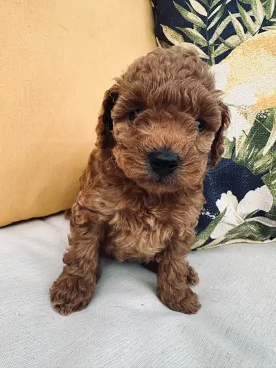 Toy x mini poodles, View more