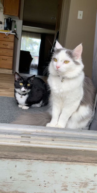 2 amazing cats to rehome