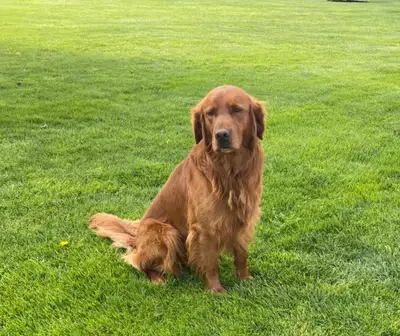 Beautiful Red Retriever Puppies for Sale!!, View more
