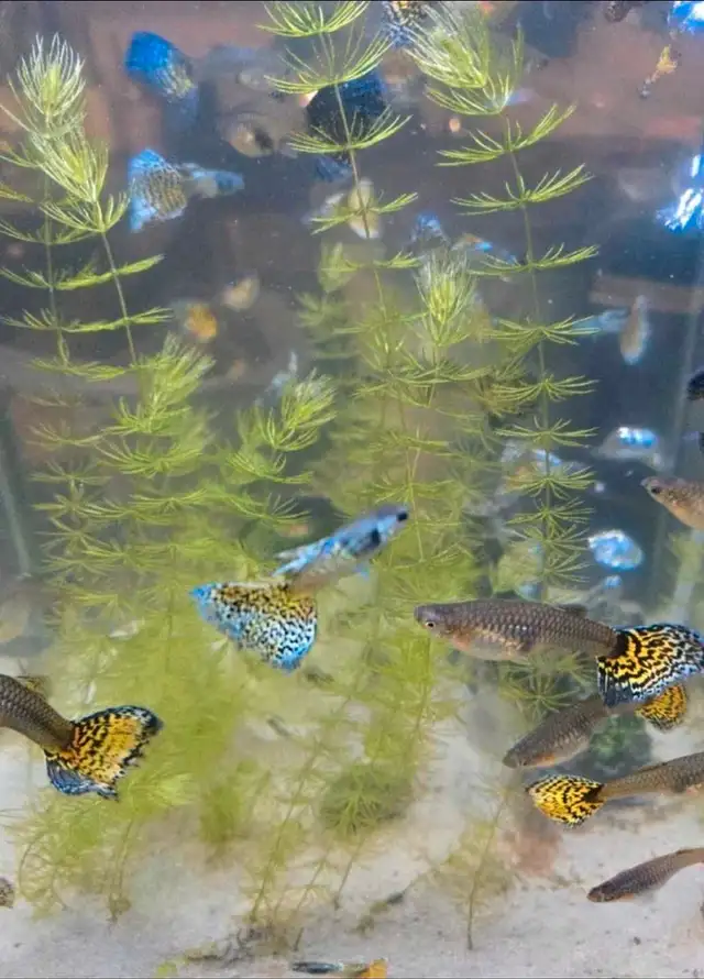 Snake Skin Guppies in Fish for Rehoming in Oakville / Halton Region - Image 4