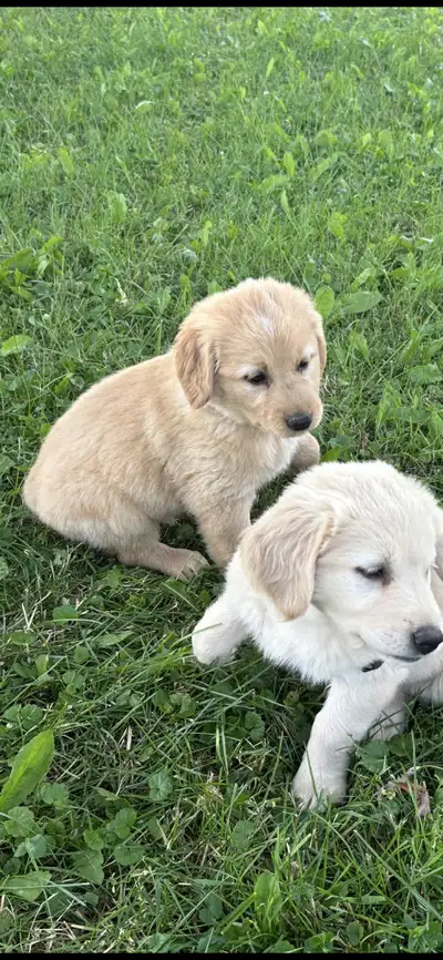 puppy for sale, View more