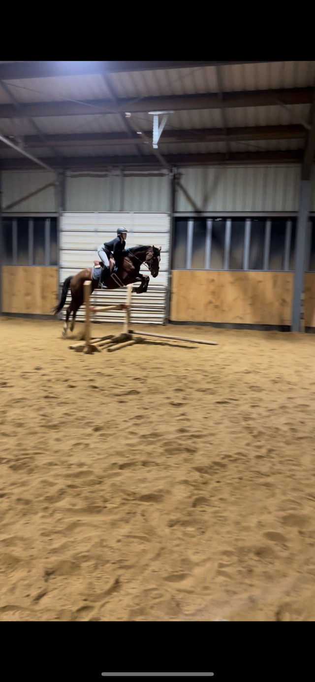 Horseback riding lessons in Equestrian & Livestock Accessories in Brantford - Image 3