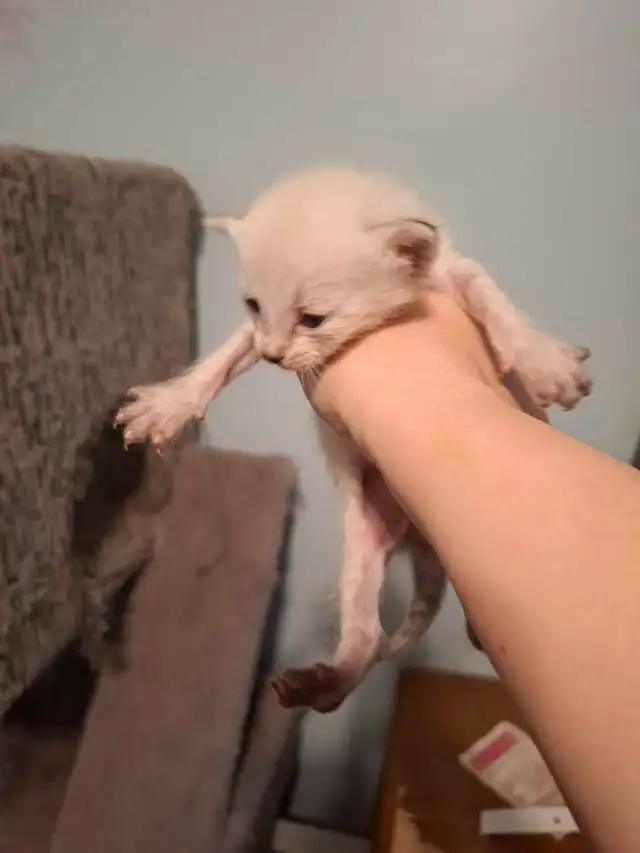 chaton   siamois  et bengale a reserver !!! in Cats & Kittens for Rehoming in City of Montréal - Image 3