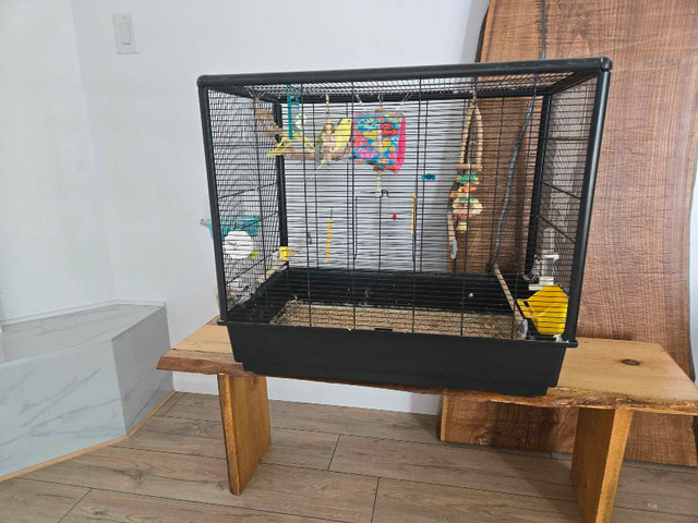 Cage avec perruche inclus  dans Oiseaux à adopter  à Laval/Rive Nord