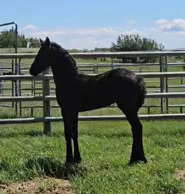 2026 Friesian Colt By Alwin 469 in Horses & Ponies for Rehoming in Edmonton - Image 3