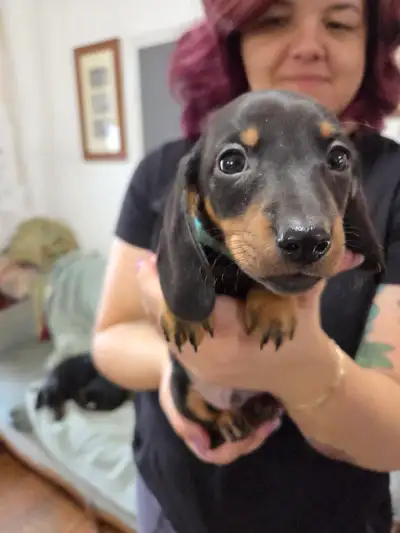 Dachshund Puppies, View more