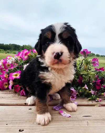  bernedoodle puppies, View more
