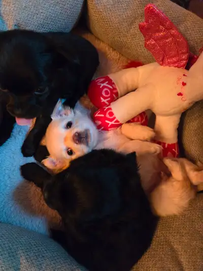Baby chihuahuas, View more