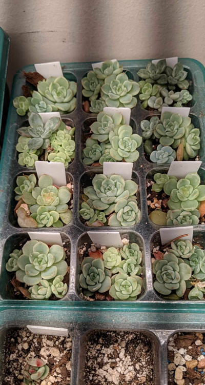 Toddler Succulents