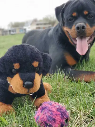 Hello I'm on the hunt for Douglas cuddle toys plush dogs. In particular, Douglas Rottweilers. I have...