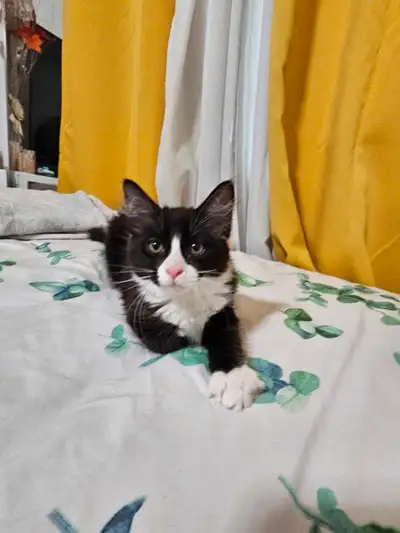 Cute female Kitten for sale, View more