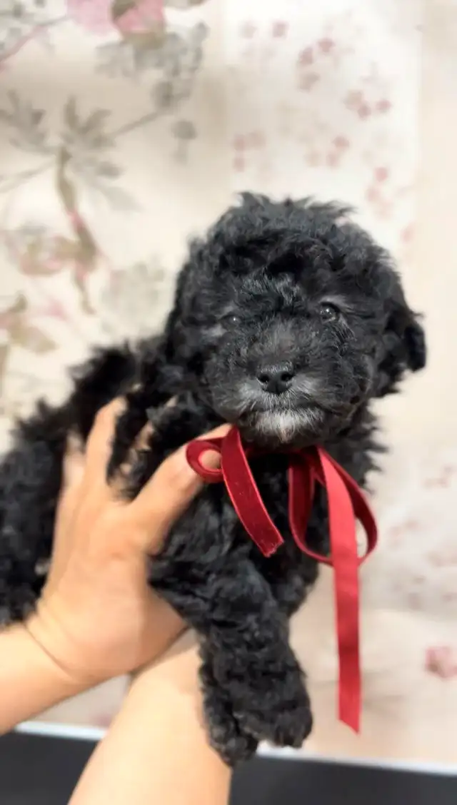 CKC registered gray/silver tiny toy poodle in Dogs & Puppies for Rehoming in Markham / York Region - Image 3