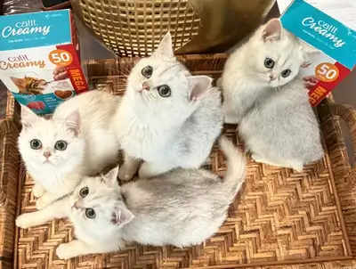 TICA-Registered Purebred British Shorthair & Kittens Available, View more