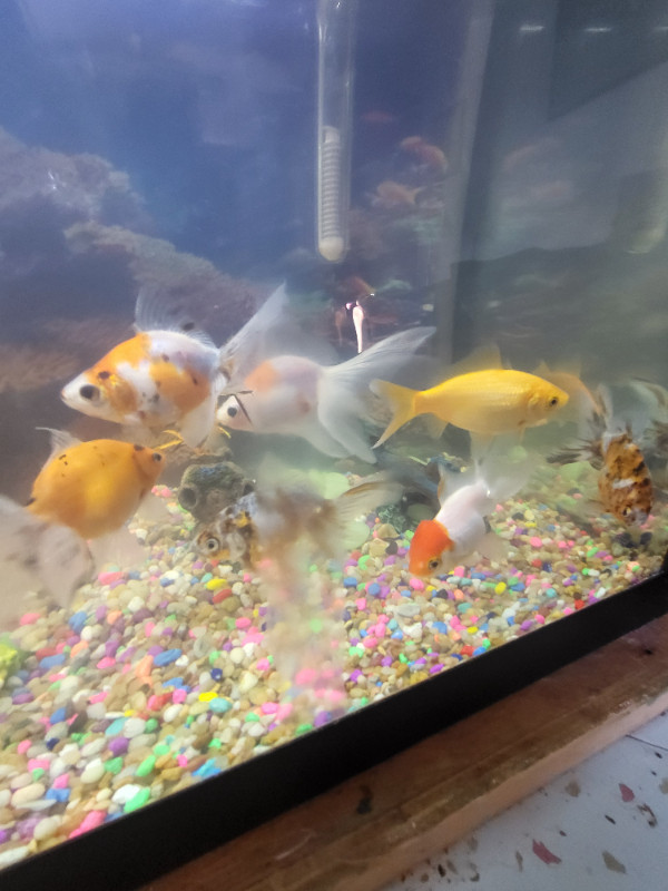 Fancy goldfish in Fish for Rehoming in Saint John - Image 2