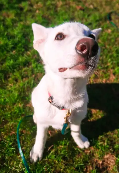 Krypto Male White German Shepherd Puppy, View more
