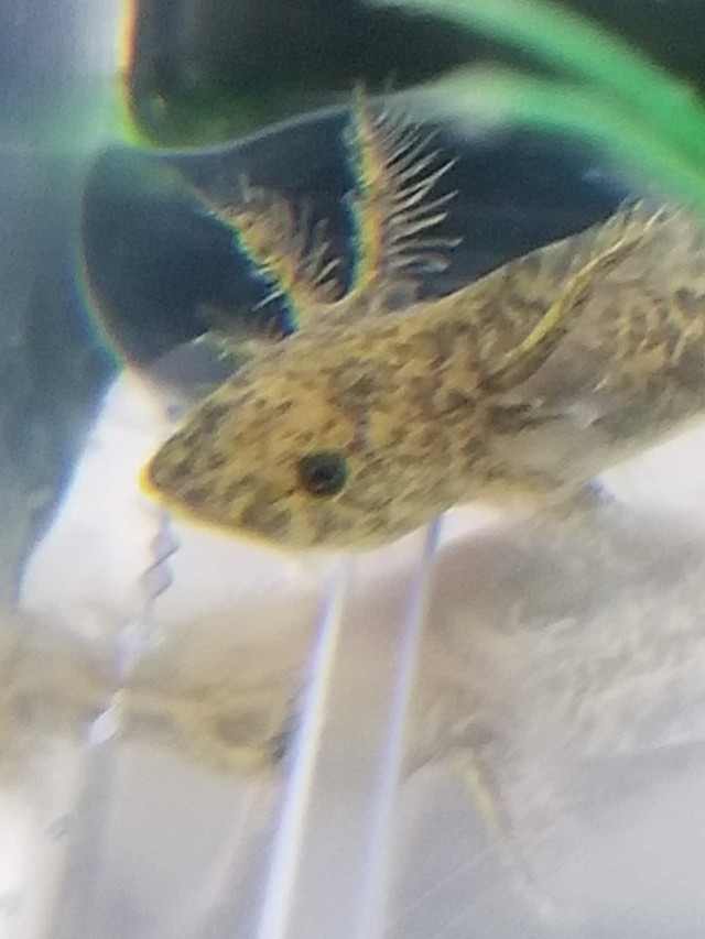 Baby Axolotls  in Reptiles & Amphibians for Rehoming in Oshawa / Durham Region - Image 4