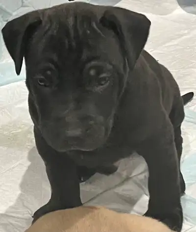 Beautiful healthy large pups, paper trained and very intelligent. Ready to go April 15 just in time...