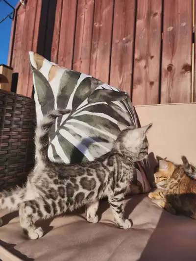 Bengal pure race  *Enregistré TICA*, View more
