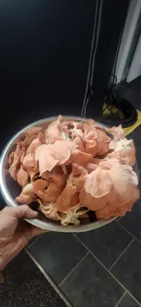 Fresh Oyster mushrooms