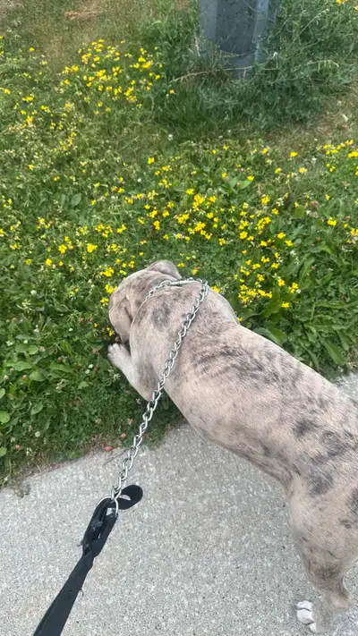Dog Sitter and Dog Boarding - Mississauga, View more