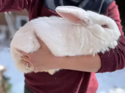 Flemish Giant Mix Rabbits, View more