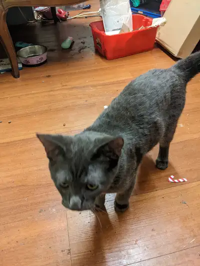 2 cats for rehoming, View more