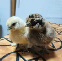 Silkie chicks 
