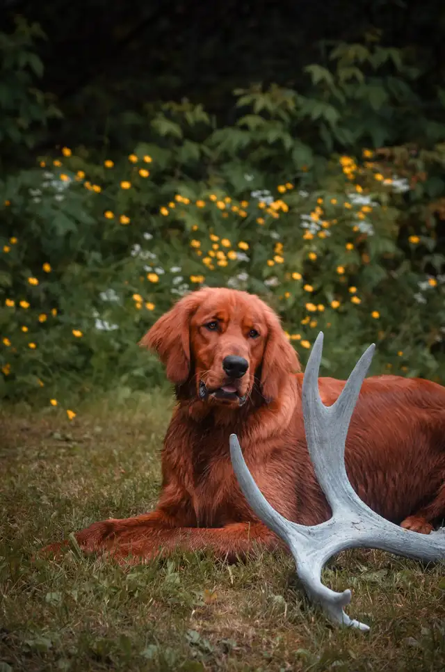 Dog Photography - Portrait and Memories!
