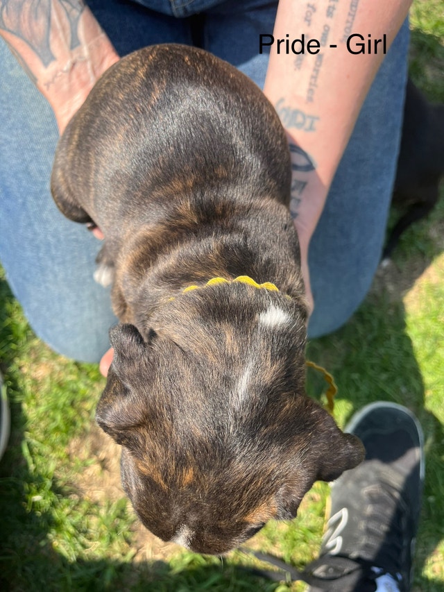 Boxton (Boxer x Boston Terrier) Puppies! Dogs & Puppies for Rehoming
