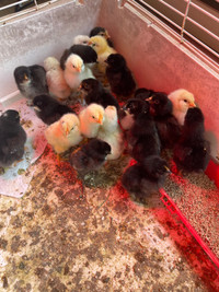 Barn yard mix chicks
