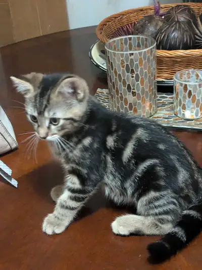 kittens for rehoming, View more
