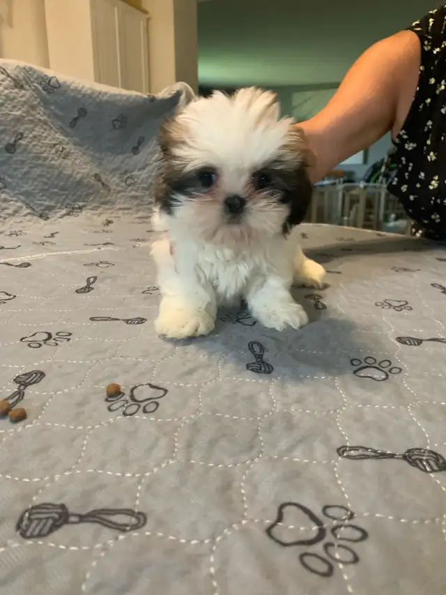 SHITHZU  Puppies for Sale in Dogs & Puppies for Rehoming in Leamington - Image 4