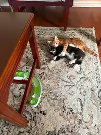 Indoor male kittens 