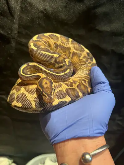 Leopard freeway male ball python, View more