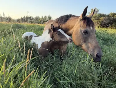 2025 Partbred Gypsy Colt, View more