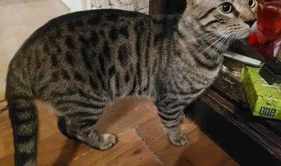 2 Bengals cat 1 male 1 female 1 year old.., View more