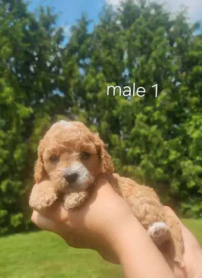 Cavapoo puppies, View more