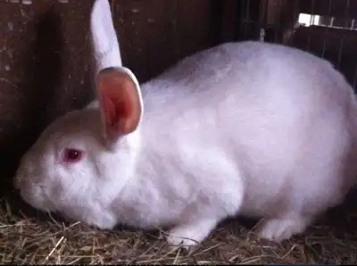 We are selling are young breeding pair of new zealand rabbits. A Nine month old Newzeland White Doe...